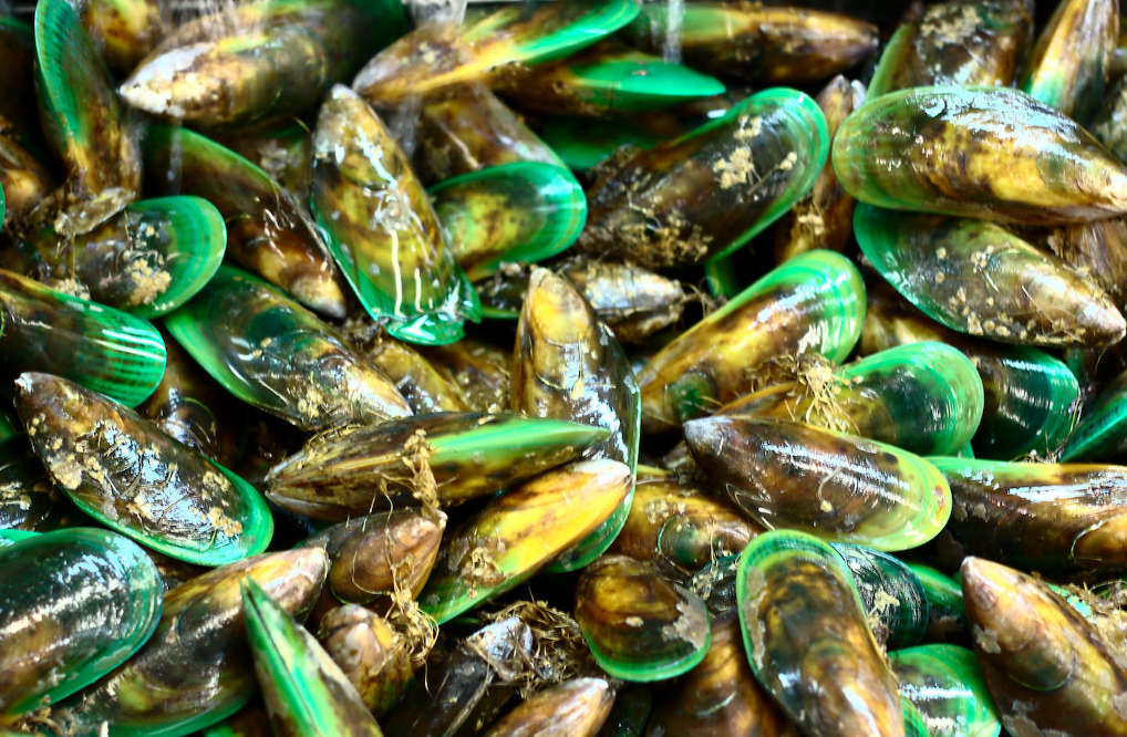 picture of mussels