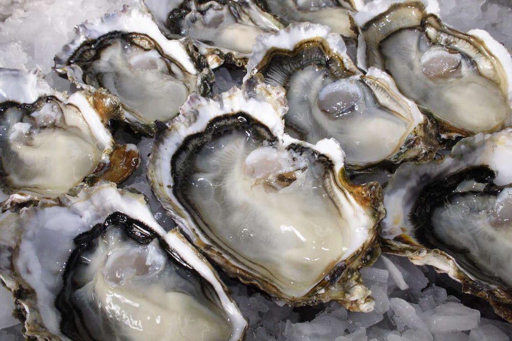 picture of oysters